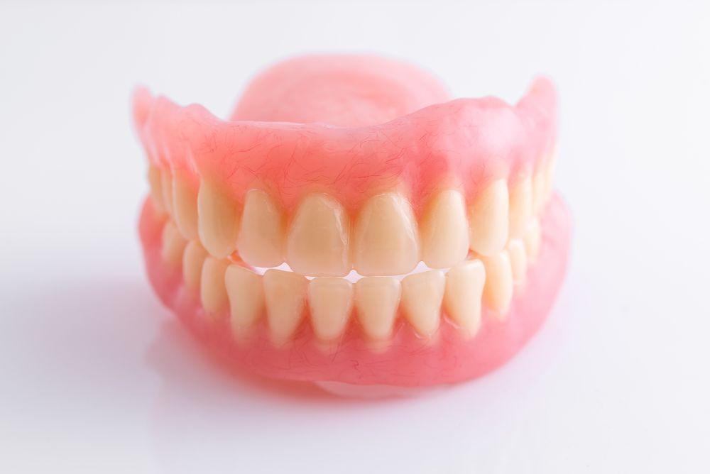 歯の模型