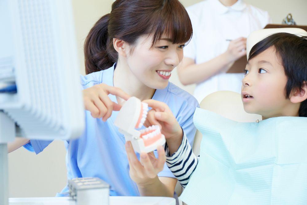 歯の模型を使って説明する衛生士