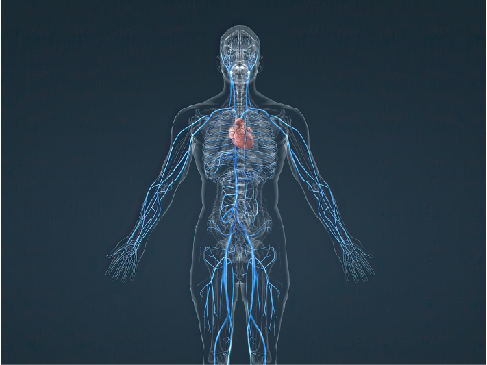全身を巡るイメージ
